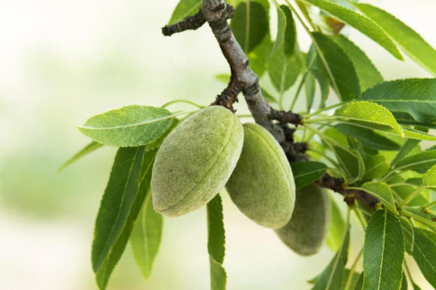 Almond Tree Zones » Tips on Proper Locations
