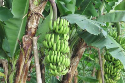 where-do-banana-trees-grow