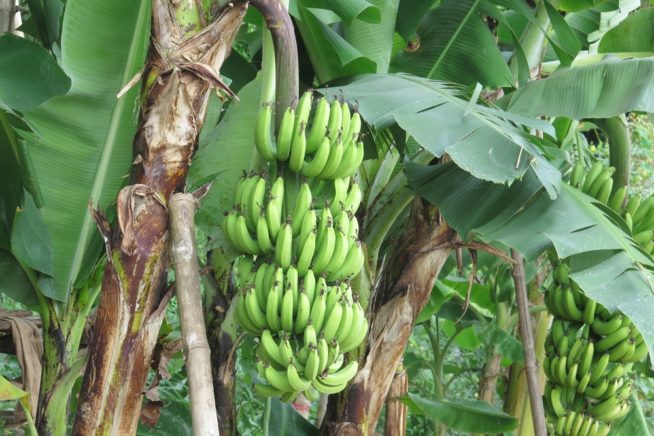 Do Papayas Grow On Trees