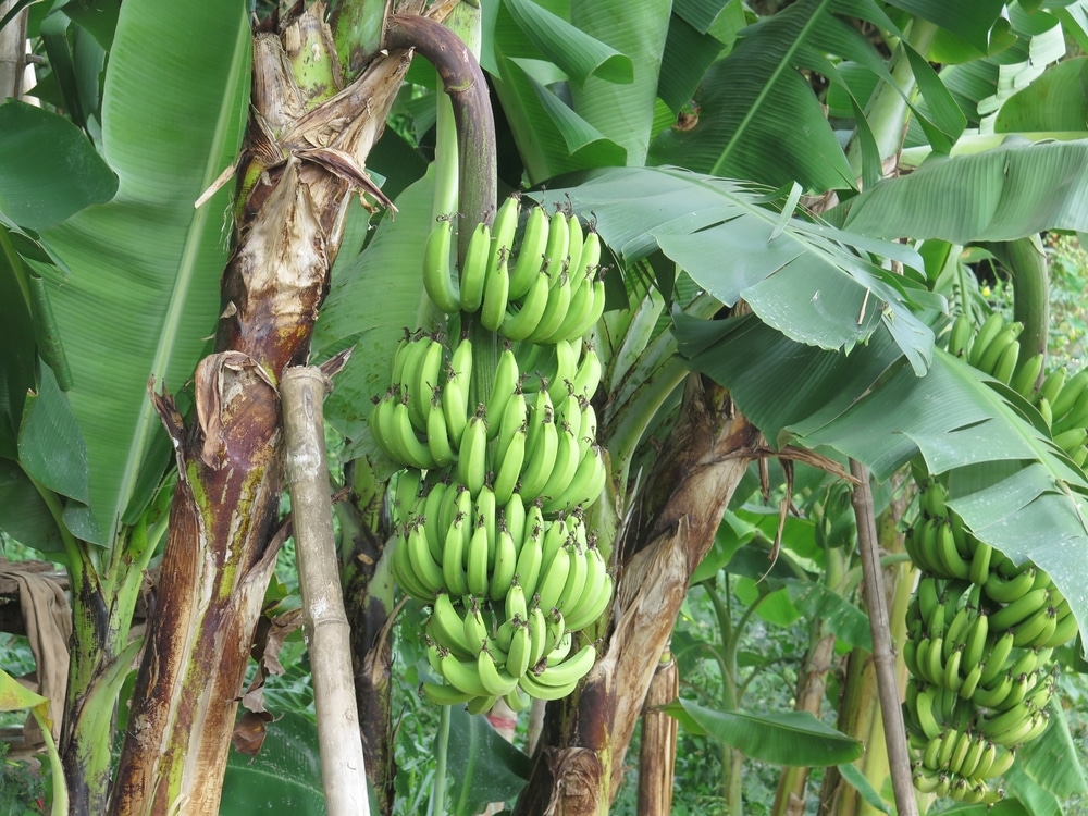 Images Of Banana Trees