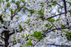 where-do-cherry-trees-grow