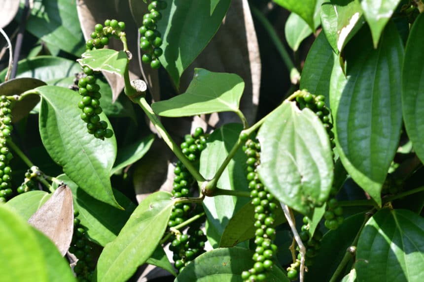 Where Do Peppercorns Grow? » Top Facts