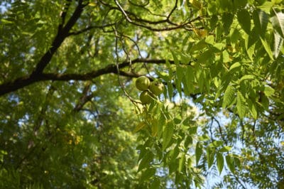 where-do-walnuts-grow