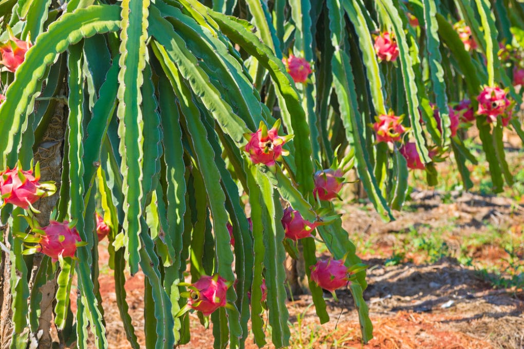 Where do papayas grow top facts