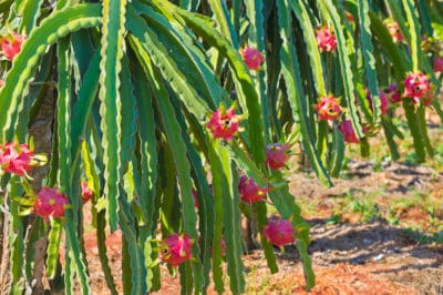 where-does-dragon-fruit-grow