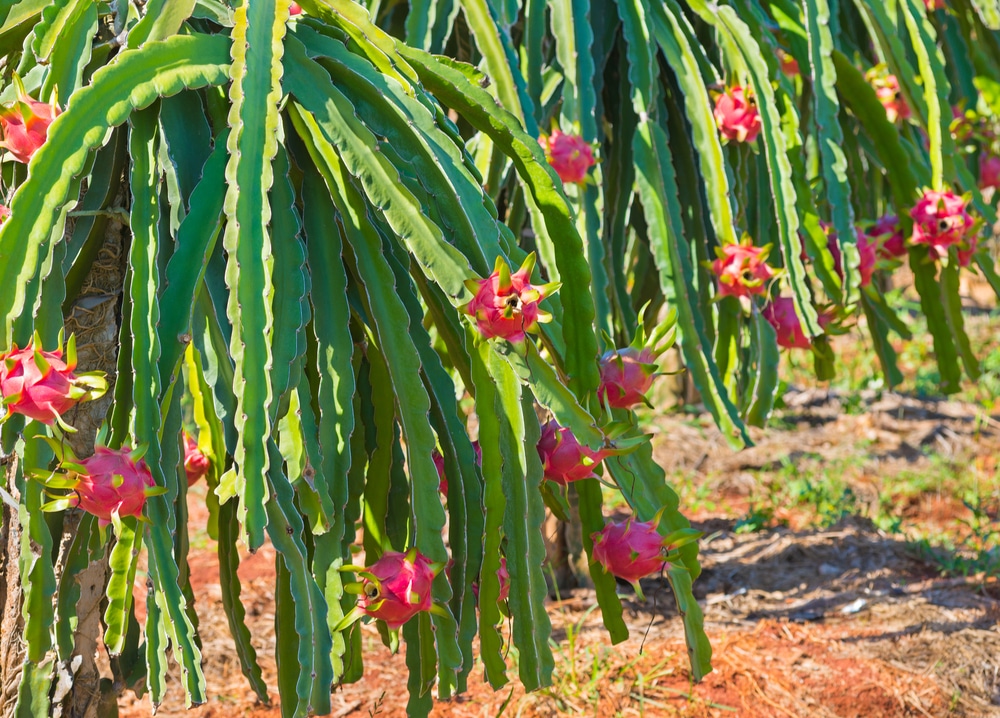 How Does Your Dragon Fruit Grow?