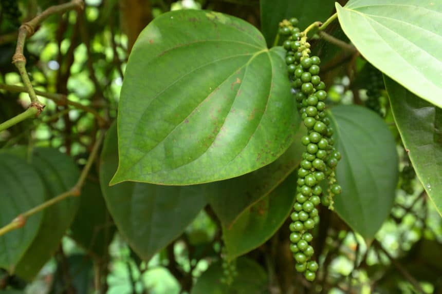 Where Do Peppercorns Grow? » Top Facts
