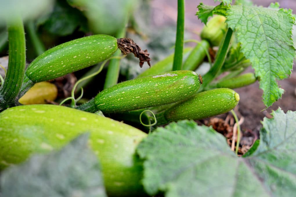 When is Zucchini Ready to Pick? » Top Timing Tips
