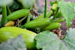 zucchini-blossom-end-rot