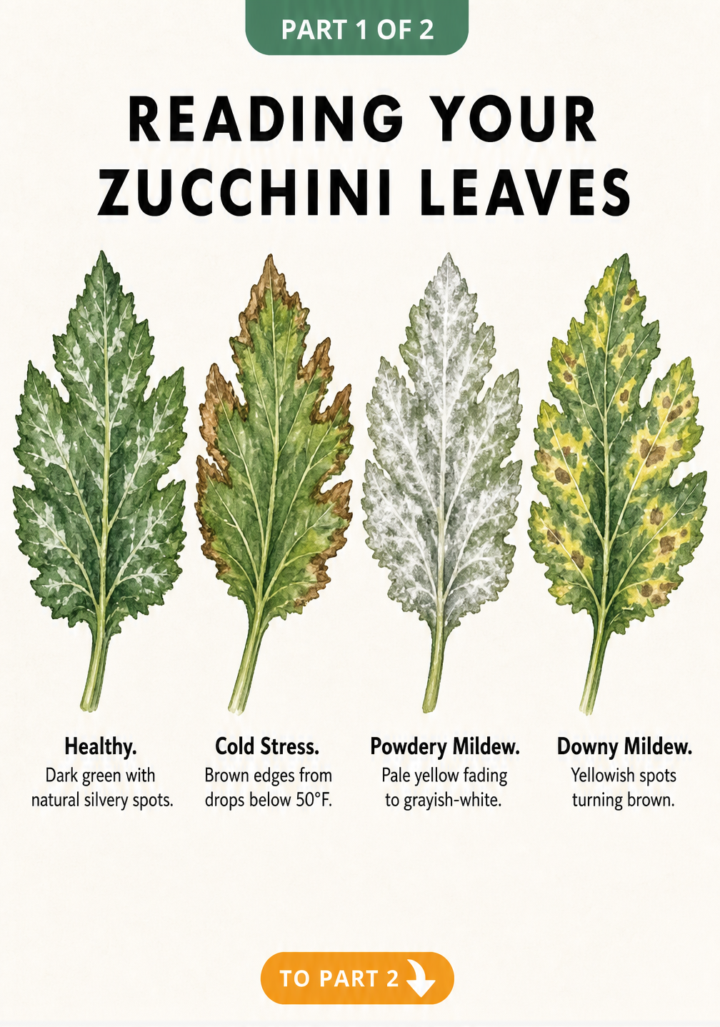 Botanical illustration showing four zucchini leaves with signs of health, cold stress, powdery mildew, and downy mildew.