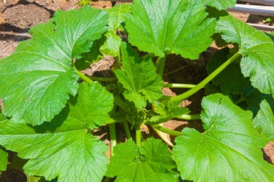 zucchini-leaves