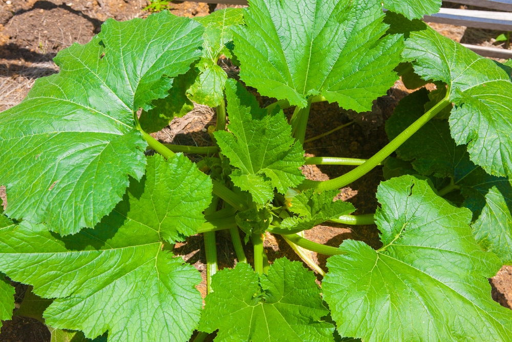 Zucchini Leaves » All the Top Tips & Facts