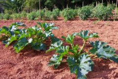 zucchini-plant-size