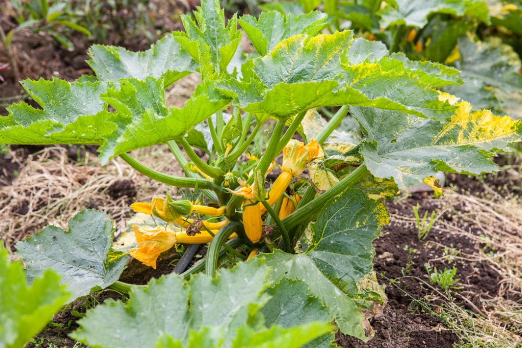Zucchini Plants Turning Yellow Tips On Causes Solutions zucchini-plants-turning-yellow-tips-on-causes-solutions