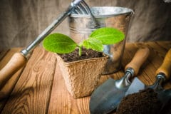 zucchini-seedlings-2