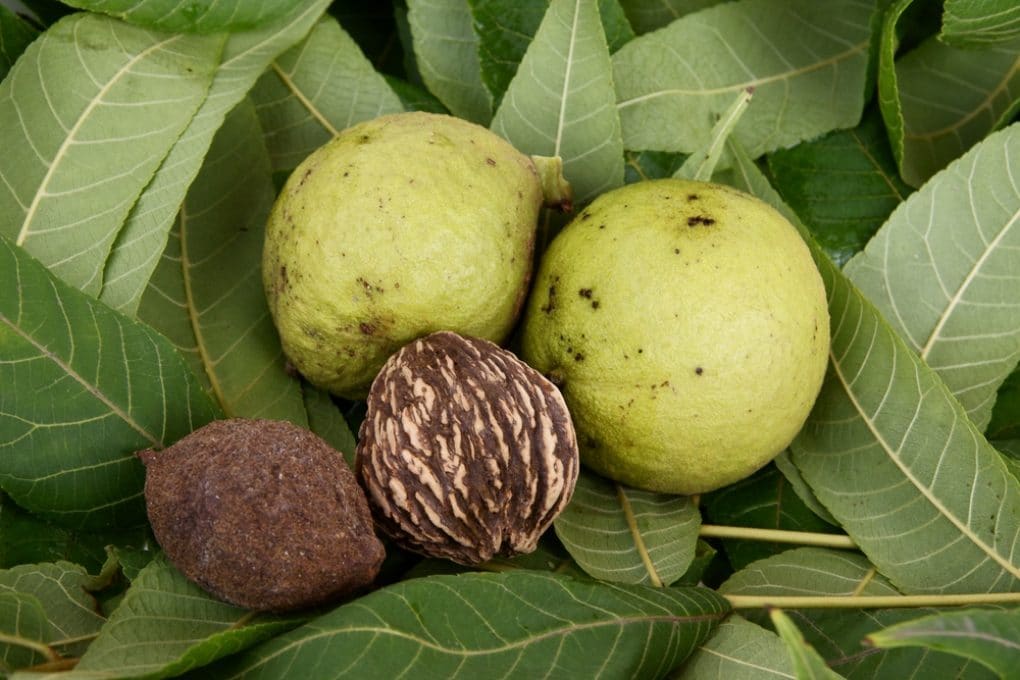 Black Walnut Seedlings » Top Tips & Facts