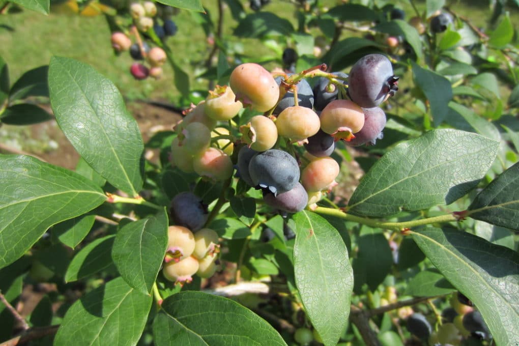 Netting for Blueberry Bushes » Top Protection Tips