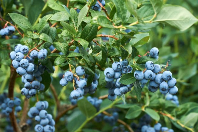 Blueberry Fertilizer &raquo; Top Feeding Tips