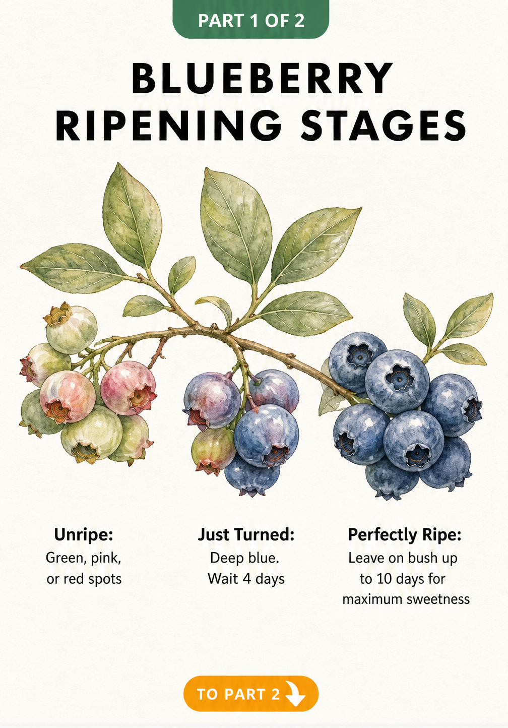 Watercolor illustration showing blueberry ripening stages from green to deep blue