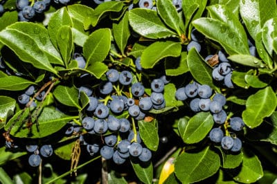 blueberry-season