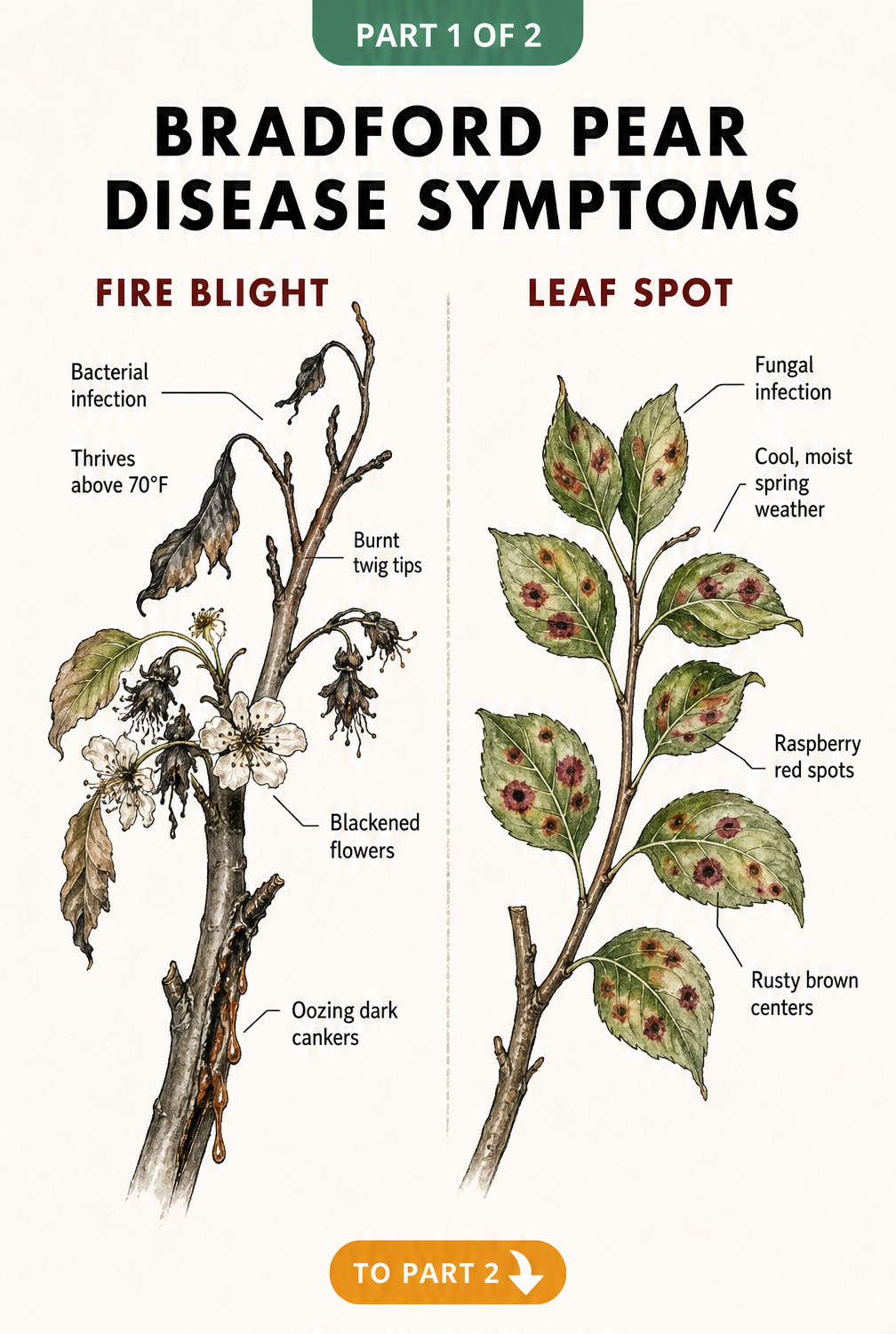 Botanical illustration comparing Fire Blight and Leaf Spot symptoms on Bradford Pear tree branches.