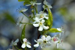 bradford-pear-flower