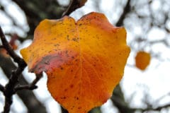 bradford-pear-tree-diseases