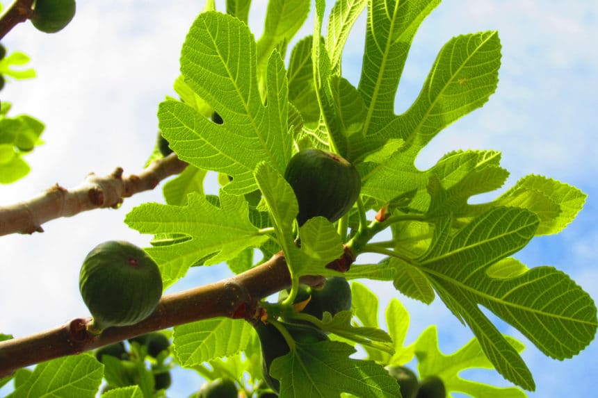 What Does a Fig Tree Look Like? - Garden.eco