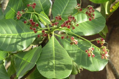 cashew-flower