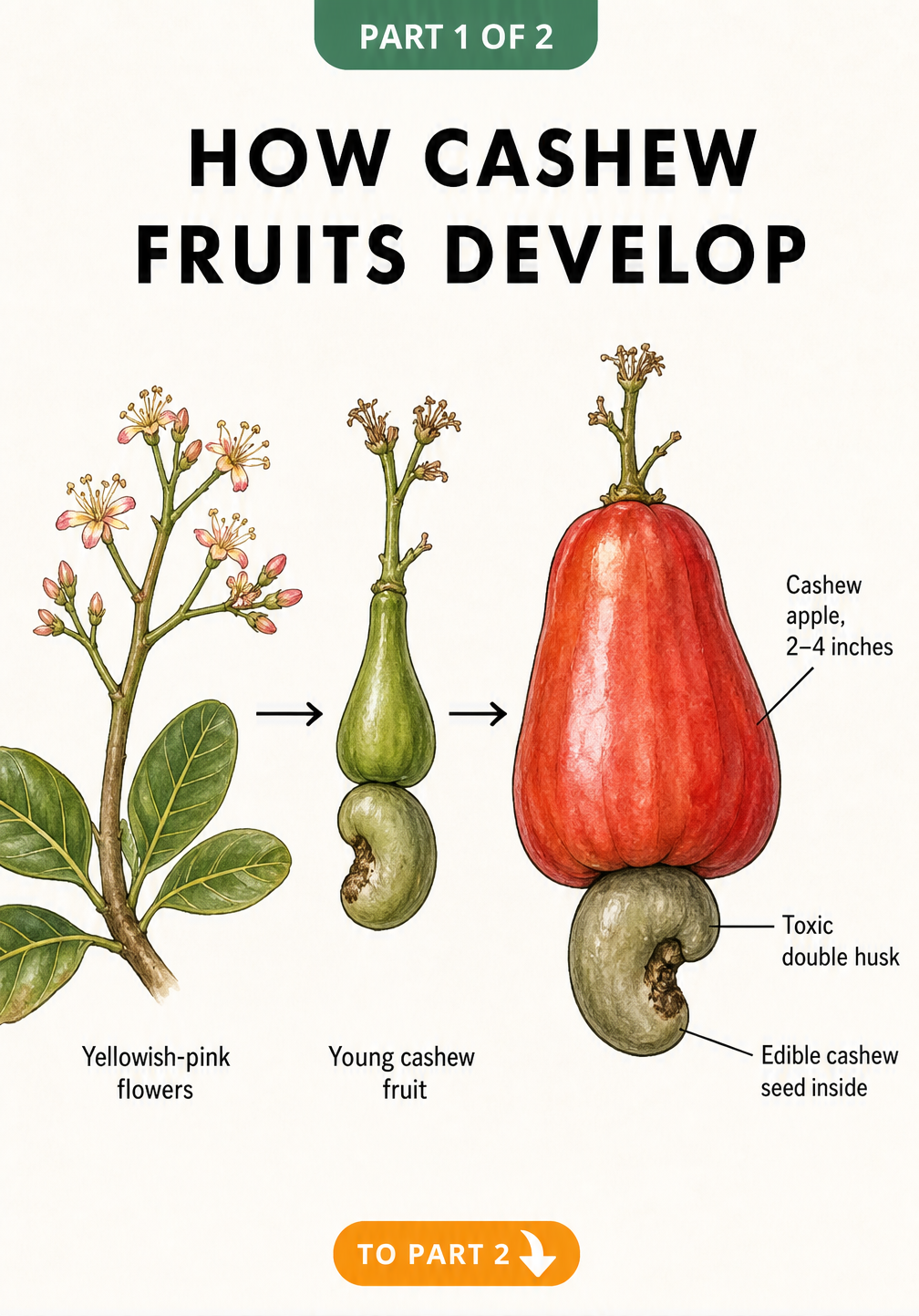 Botanical illustration showing cashew fruit development from yellowish-pink flowers to a red cashew apple with the seed attached below.