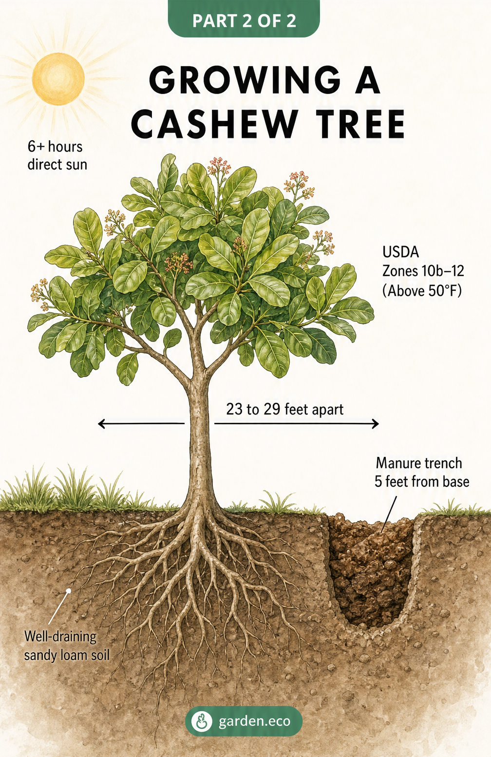 Cross-section diagram of a cashew tree showing sunlight needs, USDA zones, spacing, well-draining sandy loam soil, and a manure trench.