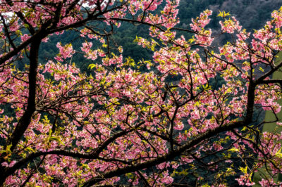 cherry-blossom-tree-care