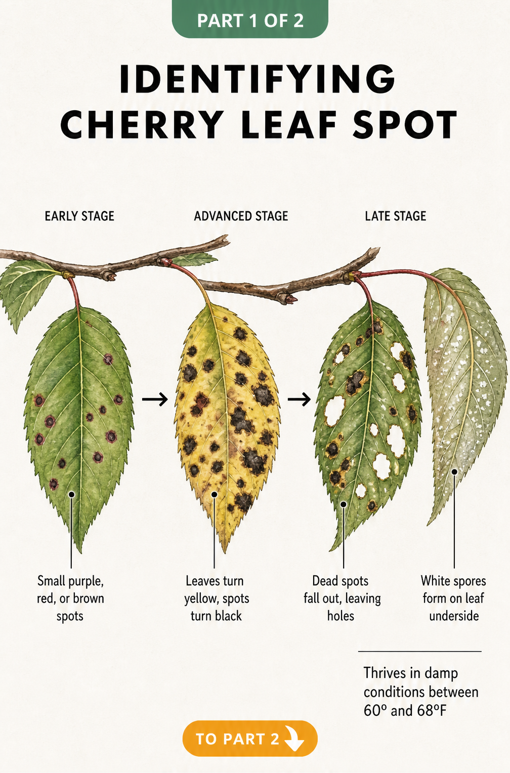 Botanical illustration showing the progression of cherry leaf spot disease from small purple spots to yellowing leaves and holes