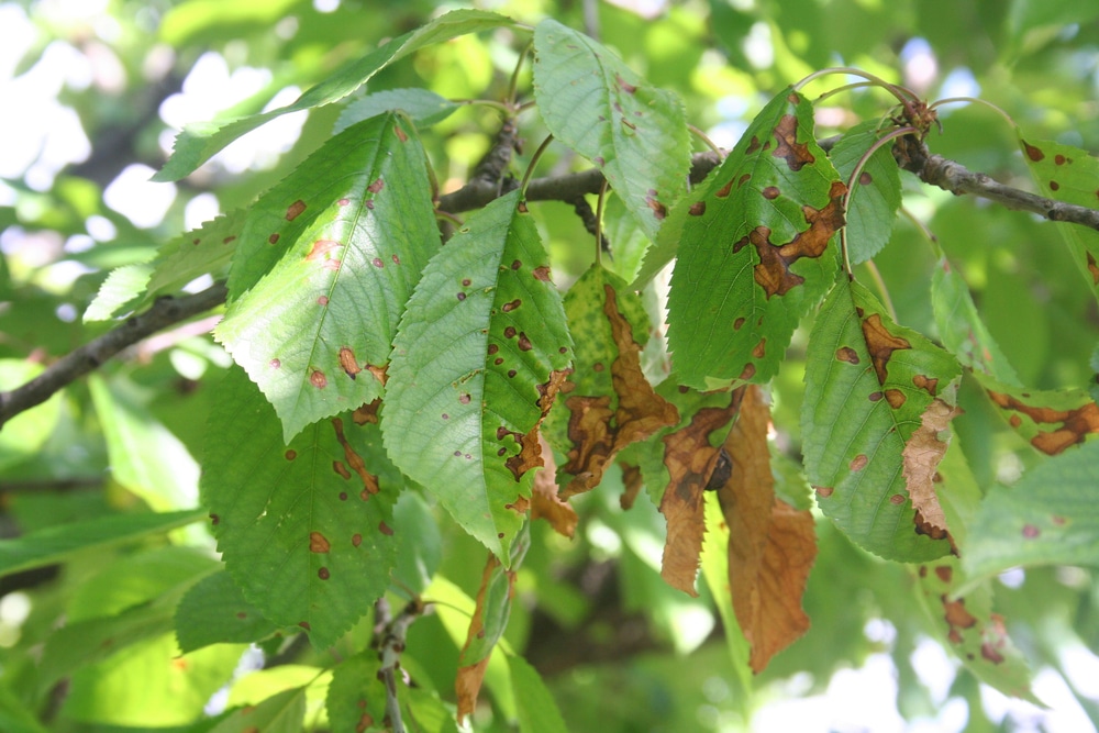 Cherry Leaf Spot Tips On Identification Control
