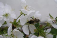 cherry-tree-blossom