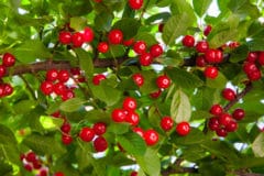 cherry-tree-fertilizer