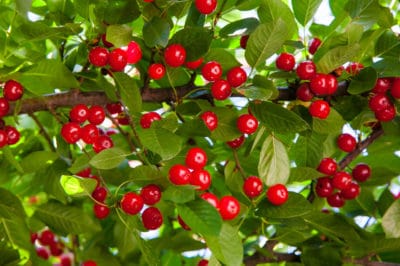 cherry-tree-fertilizer