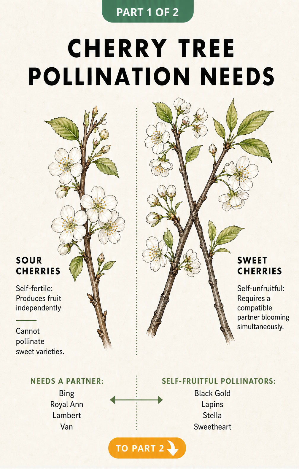 Botanical illustration showing sour cherry branches as self-fertile and sweet cherry branches requiring cross-pollination