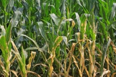 corn-diseases