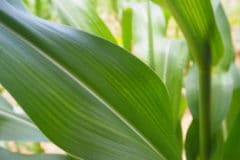 corn-leaves