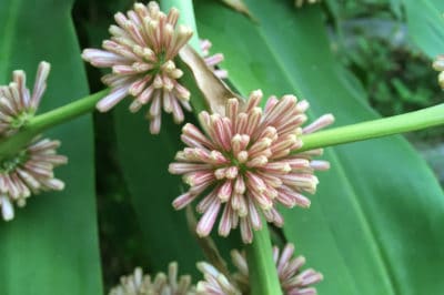 corn-plant-flower