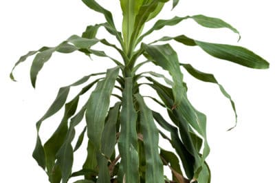 corn-plant-houseplant