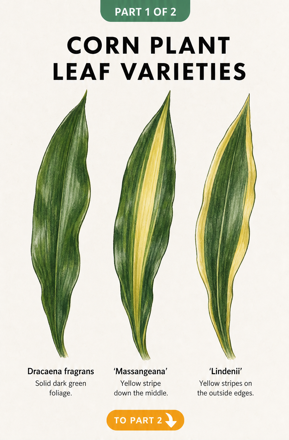 Botanical illustration showing three Dracaena leaf varieties: solid dark green, yellow stripe down the middle, and yellow stripes on the outside edges.