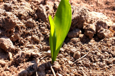 corn-seedling