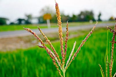 corn-tassel