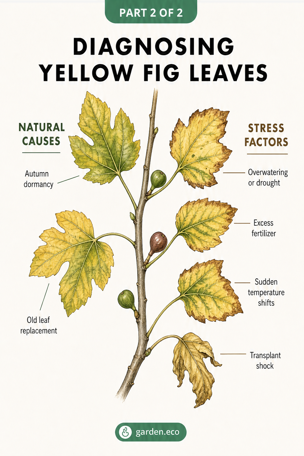 Illustration comparing natural causes of yellowing fig leaves with environmental stress factors