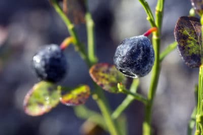 difference-between-huckleberry-and-blueberry