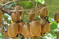 do-kiwis-grow-on-trees