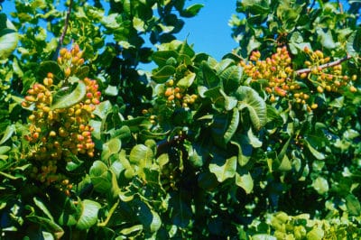 do-pistachios-grow-on-trees