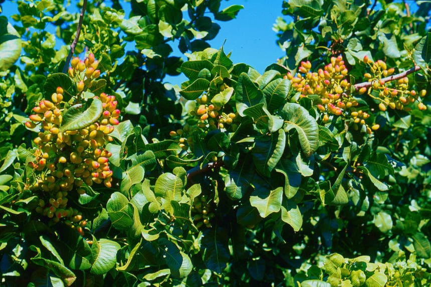 Pistachio Tree Zones » Tips on Preferred Growing Areas